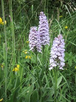 Common spotted orchid